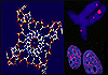 ساختار چهار رشته‌ای DNA مشاهده شد