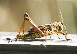 Grasshopper price unprecedentedly high in Saudi Arabia