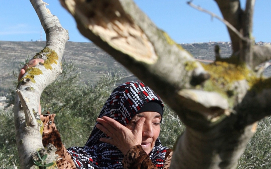 Israeli settlers accused of destroying Palestinian olive trees