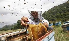 پیش بینی افزایش ۱۰ درصدی برداشت عسل در گیلان/ سرشماری کلنی ها آغاز شد