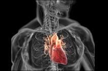 توسعه ابزاری برای رصد سلول‌های قلب با کمک محققان ایرانی
