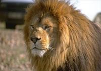 جان باختن نگهبان باغ وحش اراک بر اثر حمله شیرها