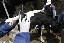 خوزستان همچنان پاک از تب برفکی؛ هشدار دامپزشکی به دامداران