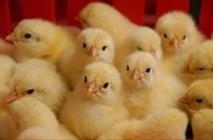تثبیت جایگاه استان سمنان در تأمین گوشت مرغ؛ ۳.۵میلیون قطعه جوجه‌ریزی