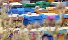 تولید ۹۵۰ تن عسل در رابر/ صادرات محصول به کشورهای حاشیه خلیج فارس
