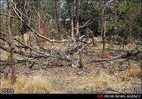 زمانی پور: خشکیدگی ۱۰ هزار درخت در پارک چیتگر بر اثر سوسک پوست‌خوار