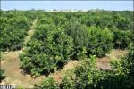 زنگ خطر مگس مدیترانه‌ای در باغات ساری