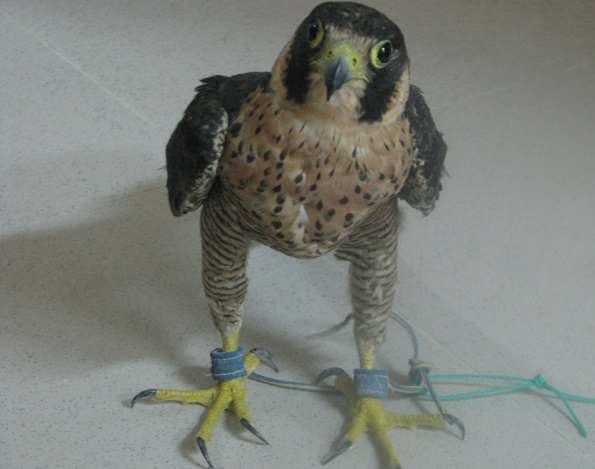 شاهین کوچک گرفتار در تله صیادان غیرمجاز پارک ملی بوجاق نجات یافت