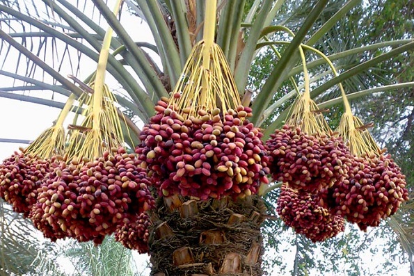استان،برداشت،تن