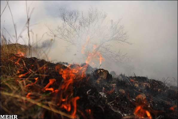 عرصه،خاك،اليت،درختان،آسيب،آتش،سازمان،كشور،سطحي،هكتار،مردمي،ح ...